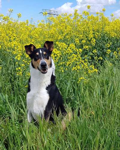 Die Dogorama Monats Challenge "Es grünt und blüht"-Beitrag-Bild