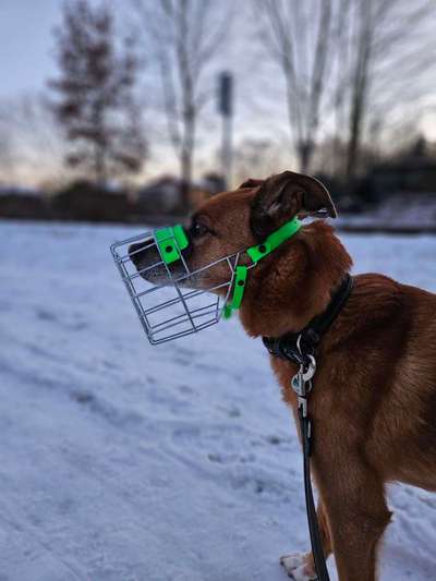 Wie sitzt mein Maulkorb / Maulkorb-Beratung-Beitrag-Bild
