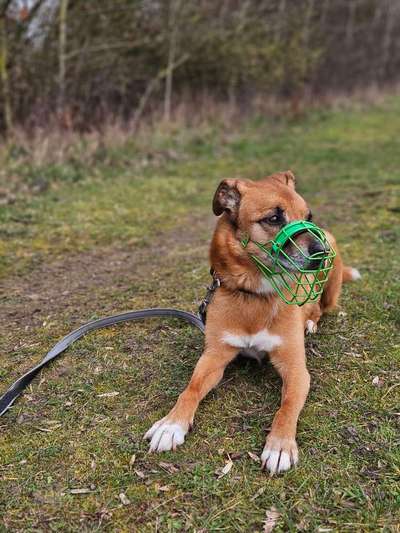 Wie sitzt mein Maulkorb / Maulkorb-Beratung-Beitrag-Bild