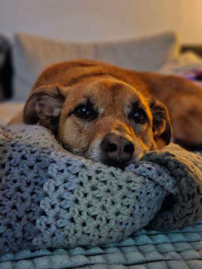 TierschutzhundeStammtisch🐕-Beitrag-Bild