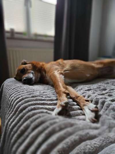 TierschutzhundeStammtisch🐕-Beitrag-Bild