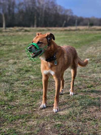 TierschutzhundeStammtisch🐕-Beitrag-Bild