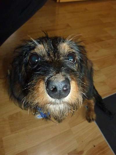 Dein Hund im Dogorama-Kalender 2021-Beitrag-Bild