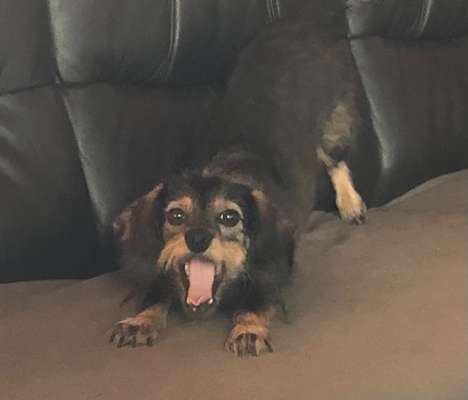 Die Dogorama Kalender Challenge Titelbild-Beitrag-Bild