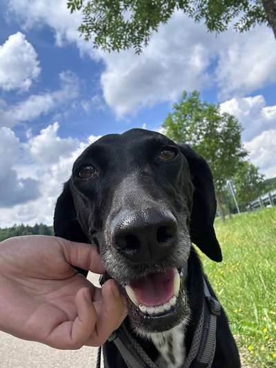 Hundetreffen-Gassi Treffen Königsbach-Bild