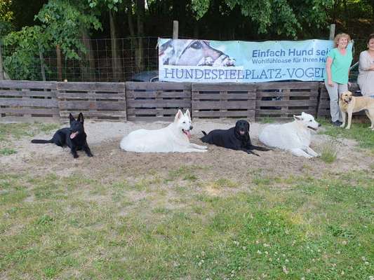 Giftköder-Hundeerziehung-Bild