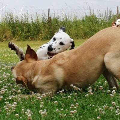 Giftköder-Hundespielplatz-Bild