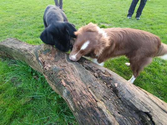 %{de_profession_title}-Welpen-Halter-Schulung-Bild