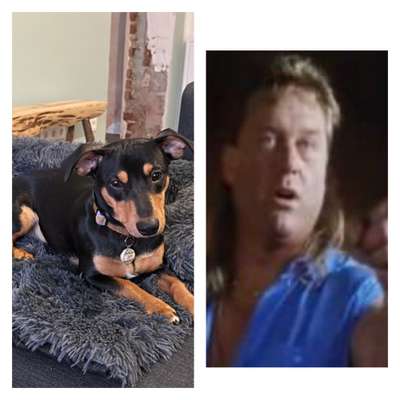 Wie heißt dein Hund?-Beitrag-Bild