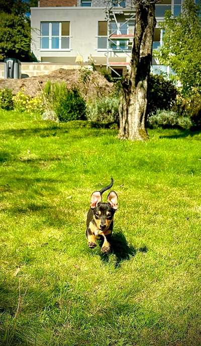 Lustigsten Bilder-Beitrag-Bild