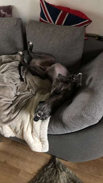 Windhunde - Treffen der besonderen Schönheiten
HERZLICH WILLKOMMEN-Beitrag-Bild