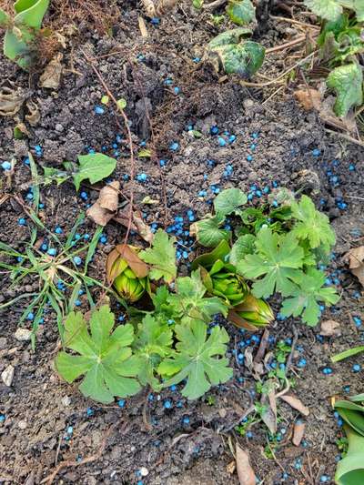 Giftköder-Vorsicht! Blaues Granulat-Bild