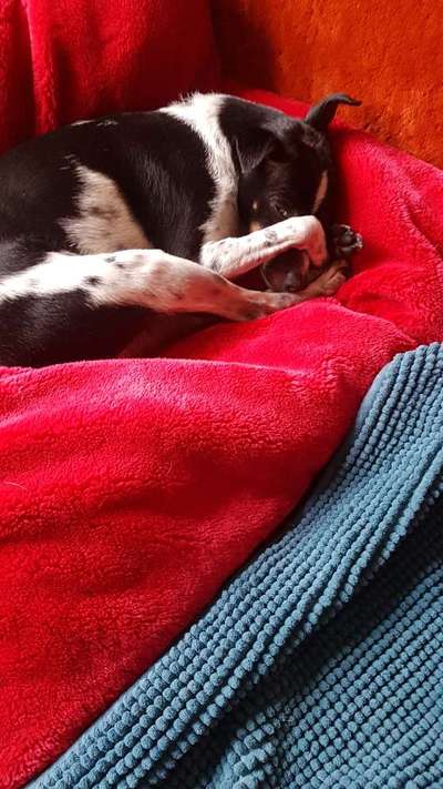 Hier ist der Spaßthread. Zum Schmunzeln und Kaputtlachen-Beitrag-Bild