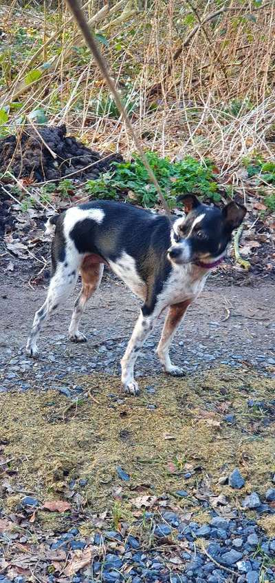 Windhunde - Treffen der besonderen Schönheiten
HERZLICH WILLKOMMEN-Beitrag-Bild
