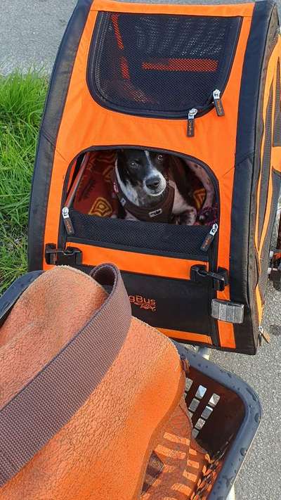 Wie groß darf ein Hund für den Fahrradkorb sein?-Beitrag-Bild