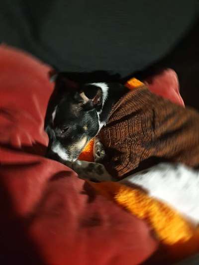 Dogorama Photo Challenge - Tre Chic!-Beitrag-Bild