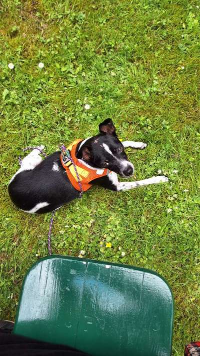 Wie sitzt mein Geschirr?-Beitrag-Bild