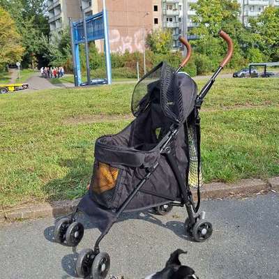 Empfehlung für Hundebuggys-Beitrag-Bild