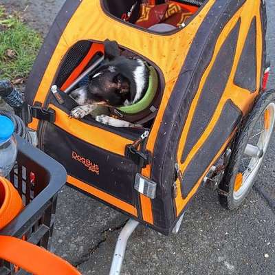 Fahrradanhänger für einen mittelgroßen Hund-Beitrag-Bild