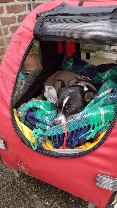 Fahrrad-Anhänger für Hunde oder Lastenrad?-Beitrag-Bild