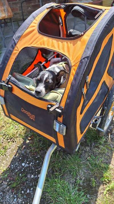 Hundekorb für Leih-Fahrrad-Beitrag-Bild