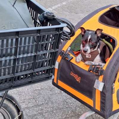 Fahrradanhänger für einen mittelgroßen Hund-Beitrag-Bild