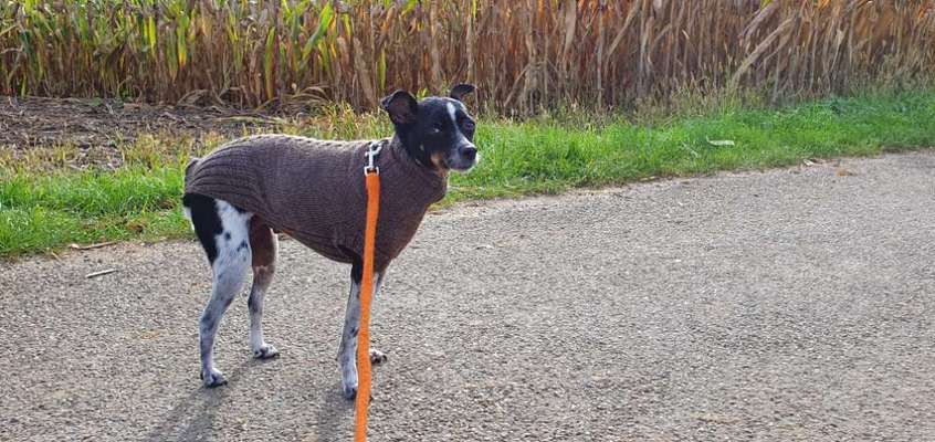 TierschutzhundeStammtisch🐕-Beitrag-Bild