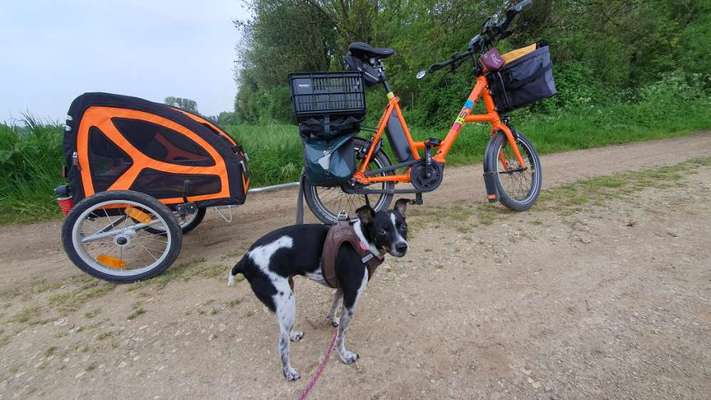 Wie groß darf ein Hund für den Fahrradkorb sein?-Beitrag-Bild