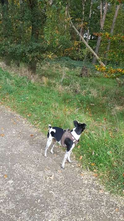 Mischlingshunde Foto Aufruf-Beitrag-Bild