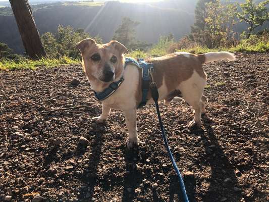 Dogorama Photo Challenge - schönster Gassiausblick-Beitrag-Bild