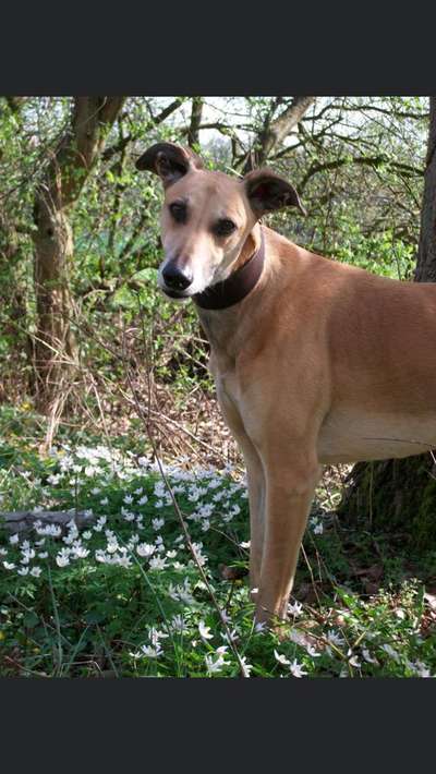 Seltene Rassen!-Beitrag-Bild