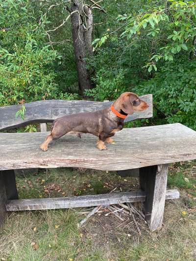 Seltene Rassen!-Beitrag-Bild