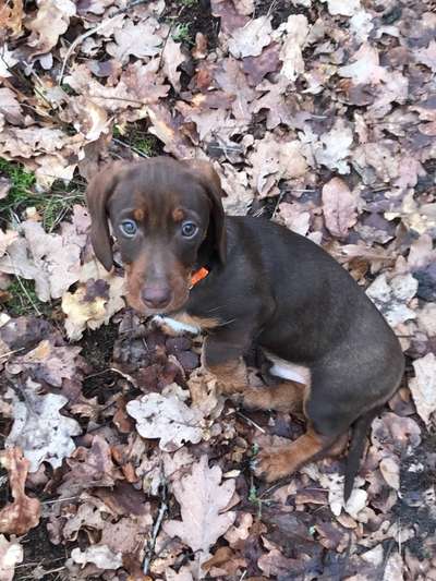 Welpen Bilder !-Beitrag-Bild