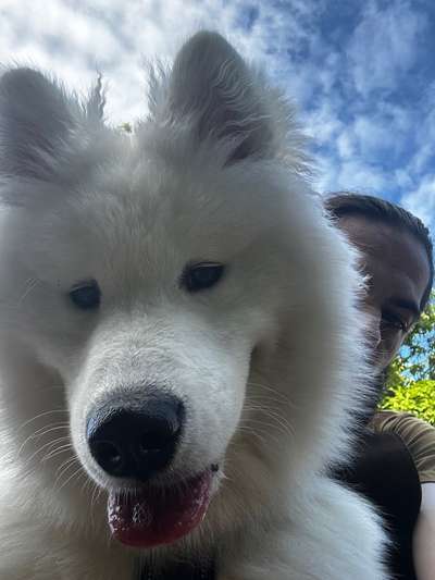 Hundetreffen-Welpen/Hunde spielen. (Zu Besuch in Saarbrücken)-Bild