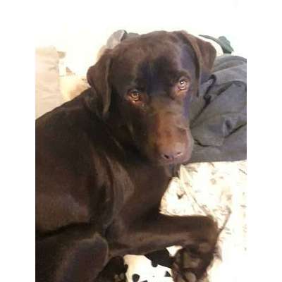 Hundetreffen-Labrador treffen in kleve-Bild