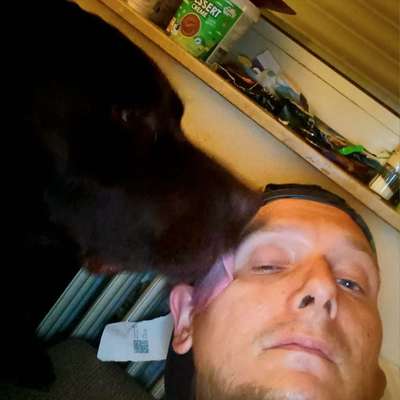 Hundetreffen-Labrador treffen,  spielen , Toben.!!-Bild