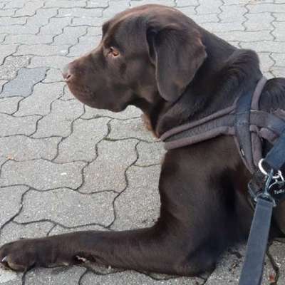 Reinrassige Hunde?-Beitrag-Bild