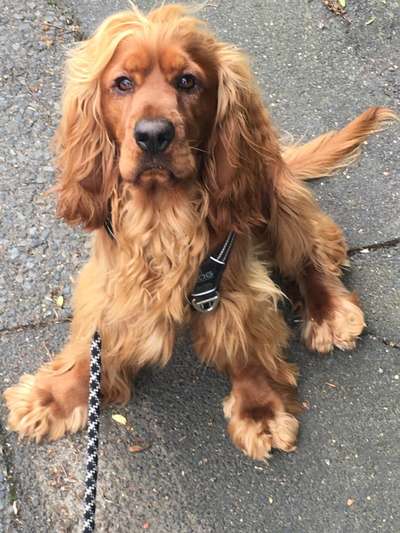 Englisch Cocker Spaniel-Beitrag-Bild