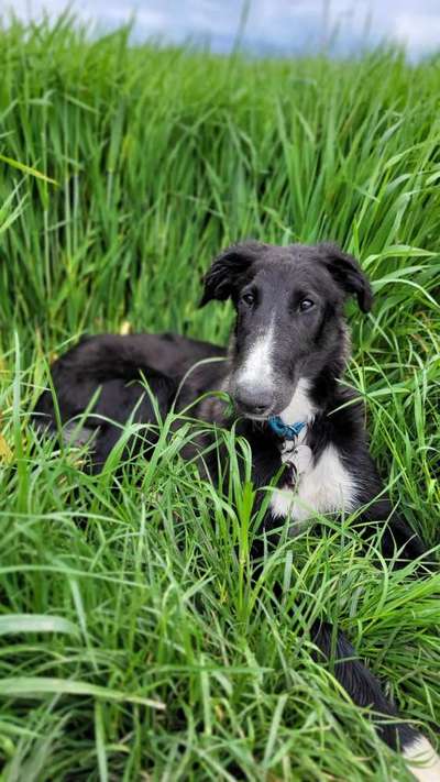 Hundetreffen-Spielen für Welpen und Junghunde-Bild