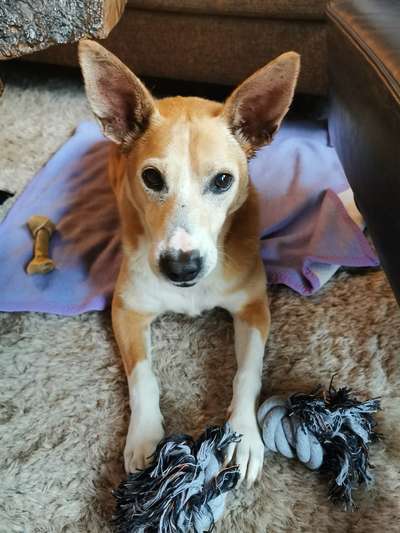 Podenco-Mix in NRW-Beitrag-Bild