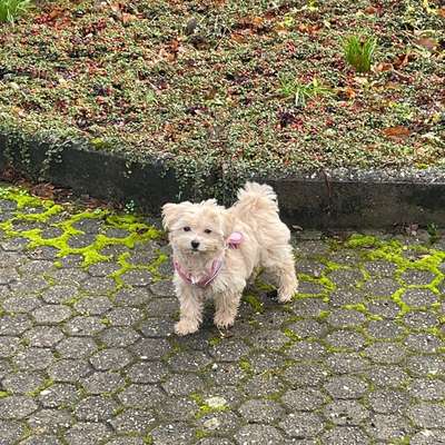 Hundetreffen-Maltipoo-Welpe sucht kleinen Spielbuddy☺️-Bild