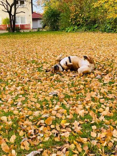 Herbst🍁-Beitrag-Bild