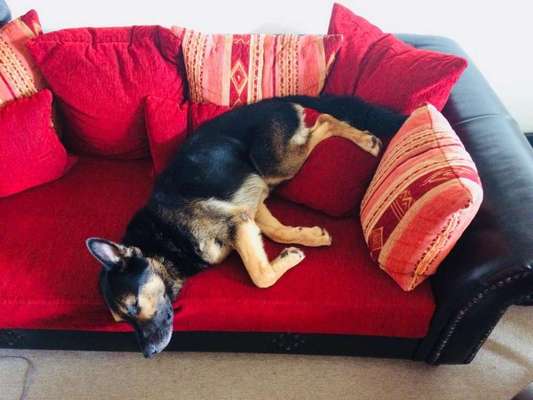 Fotosammlung: ,,Der natürliche Hund" Unbearbeitet, ungestellt und in Natura-Beitrag-Bild