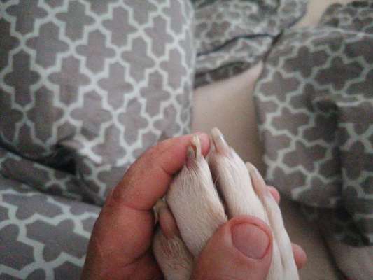 Kralle gerissen-Beitrag-Bild