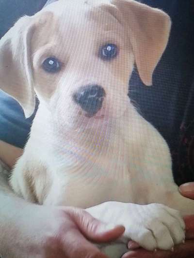 Welpen Bilder !-Beitrag-Bild