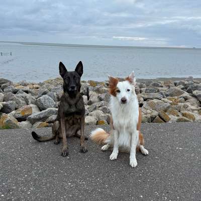 Hundetreffen-Gemeinsame Gassirunden und Trainingseinheiten