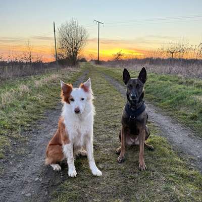 Hundetreffen-Gemeinsame Gassirunden und Trainingseinheiten