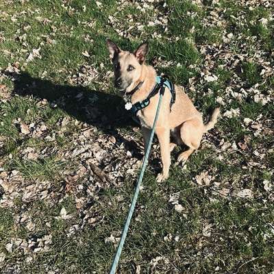 Hundetreffen-Gassidates/Spielrunde/Gemeinsames Trainierem-Bild