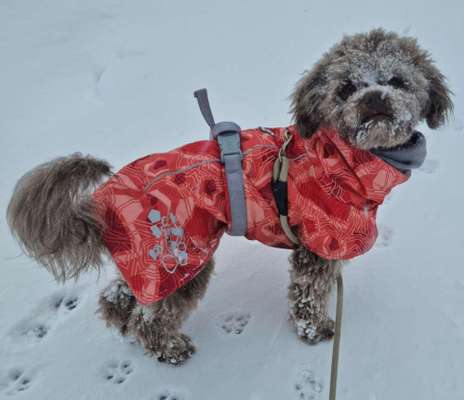 Dogorama Photo Challenge - Es wird nochmal kalt!-Beitrag-Bild