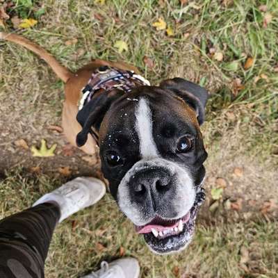 Hundetreffen-Gassi, Spielen und Trainieren-Bild